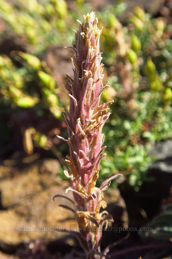 Steens Mountain paintbrush (Castilleja pilosa var. steenensis) [Steens Summit Trail, Steens Mountain, Harney County, Oregon]