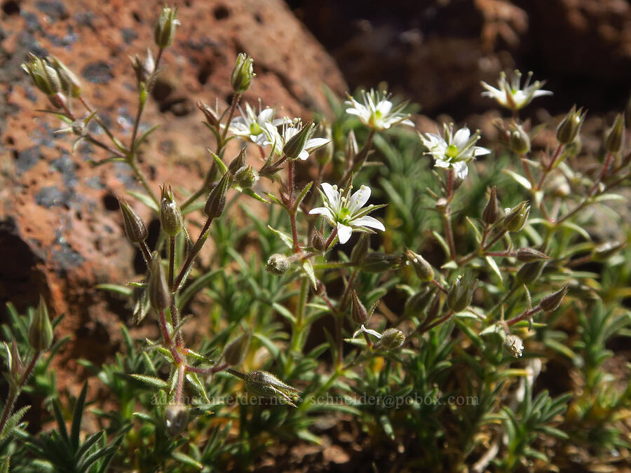 Nuttall's sandwort (Sabulina nuttallii (Minuartia nuttallii) (Arenaria nuttallii)) [Steens Summit Trail, Steens Mountain, Harney County, Oregon]