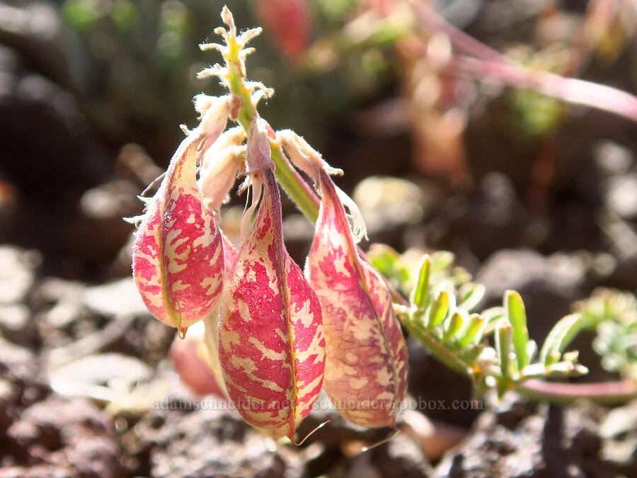 balloon-pod milk-vetch pods (Astragalus whitneyi var. confusus) [Steens Summit Trail, Steens Mountain, Harney County, Oregon]