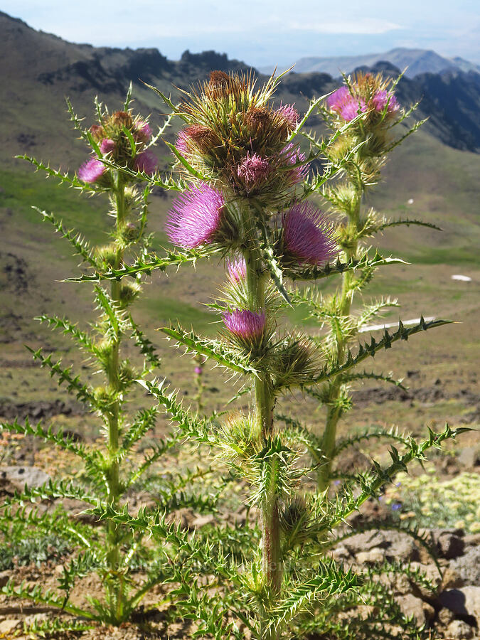 Steens Mountain thistle (Cirsium peckii (Cirsium eatonii var. peckii)) [Steens Mountain summit ridge, Steens Mountain, Harney County, Oregon]