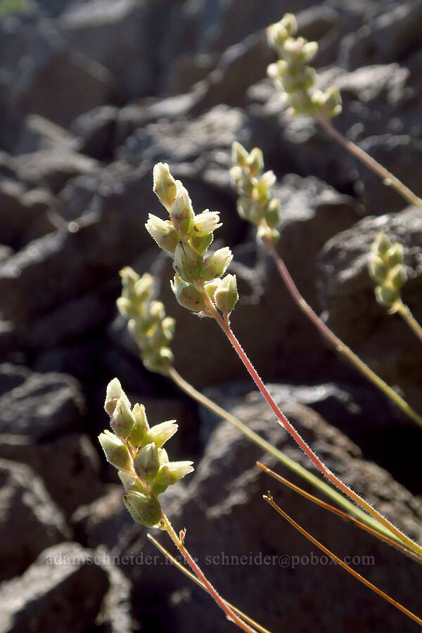 round-leaf alumroot (Heuchera cylindrica) [Steens Mountain summit ridge, Steens Mountain, Harney County, Oregon]