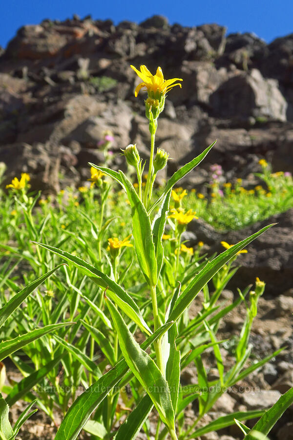 long-leaf arnica (Arnica longifolia) [Steens Mountain summit ridge, Steens Mountain, Harney County, Oregon]