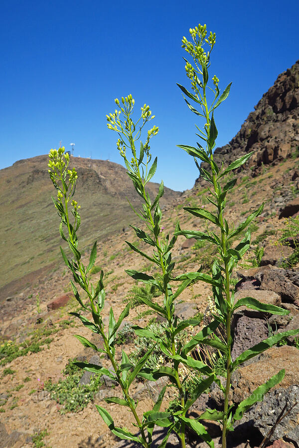 tall ragwort (Senecio serra var. serra) [Steens Mountain summit ridge, Steens Mountain, Harney County, Oregon]