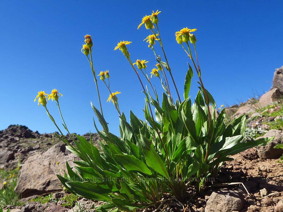 thick-leaf groundsel (Senecio crassulus) [Steens Mountain summit ridge, Steens Mountain, Harney County, Oregon]