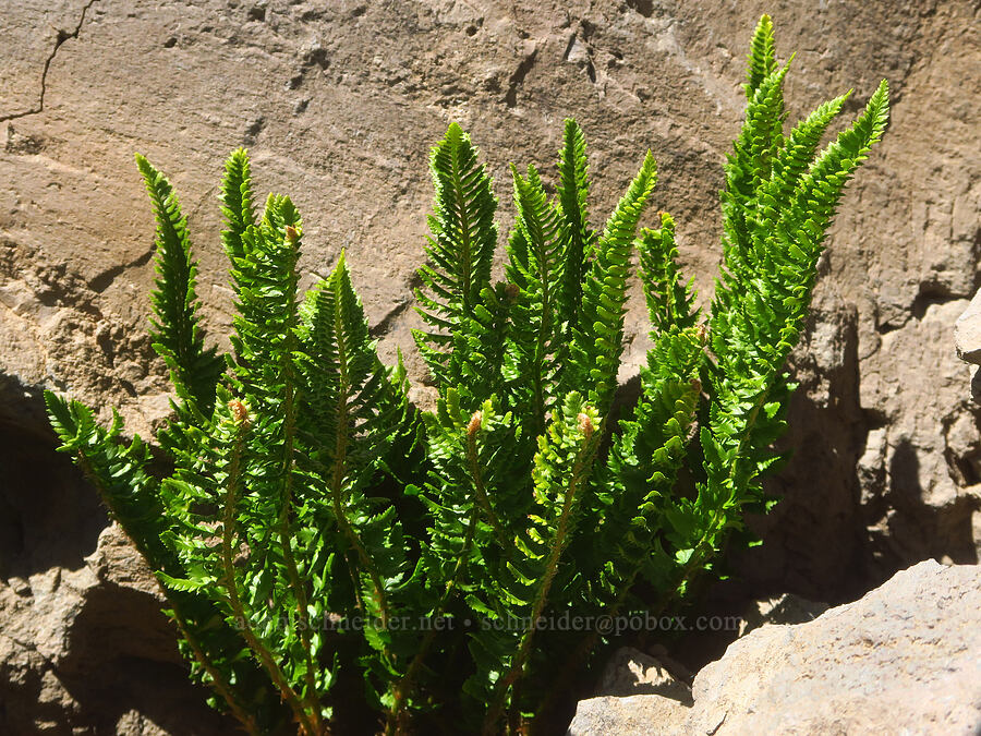 Kruckeberg's holly fern (Polystichum kruckebergii) [Steens Mountain summit ridge, Steens Mountain, Harney County, Oregon]