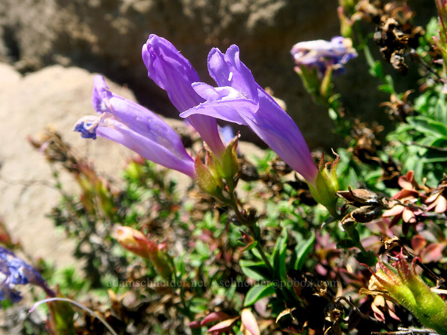 timberline beard-tongue (Davidson's late penstemon) (Penstemon davidsonii var. praeteritus) [Steens Mountain summit ridge, Steens Mountain, Harney County, Oregon]