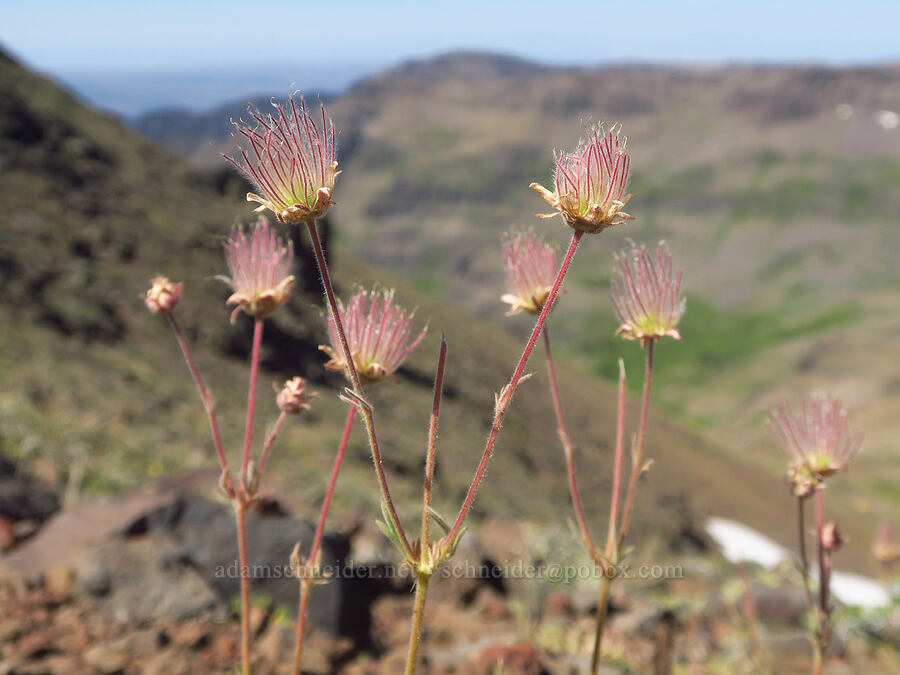 prairie smoke, going to seed (Geum triflorum) [Steens Mountain summit ridge, Steens Mountain, Harney County, Oregon]