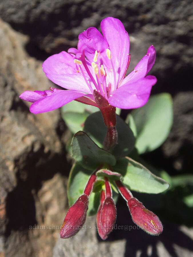 rock-fringe willow-herb (Epilobium obcordatum) [Steens Mountain summit ridge, Steens Mountain, Harney County, Oregon]