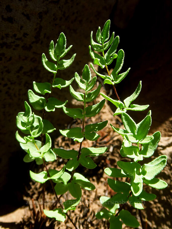 Brewer's cliff-brake fern (Pellaea breweri) [Steens Mountain summit ridge, Steens Mountain, Harney County, Oregon]