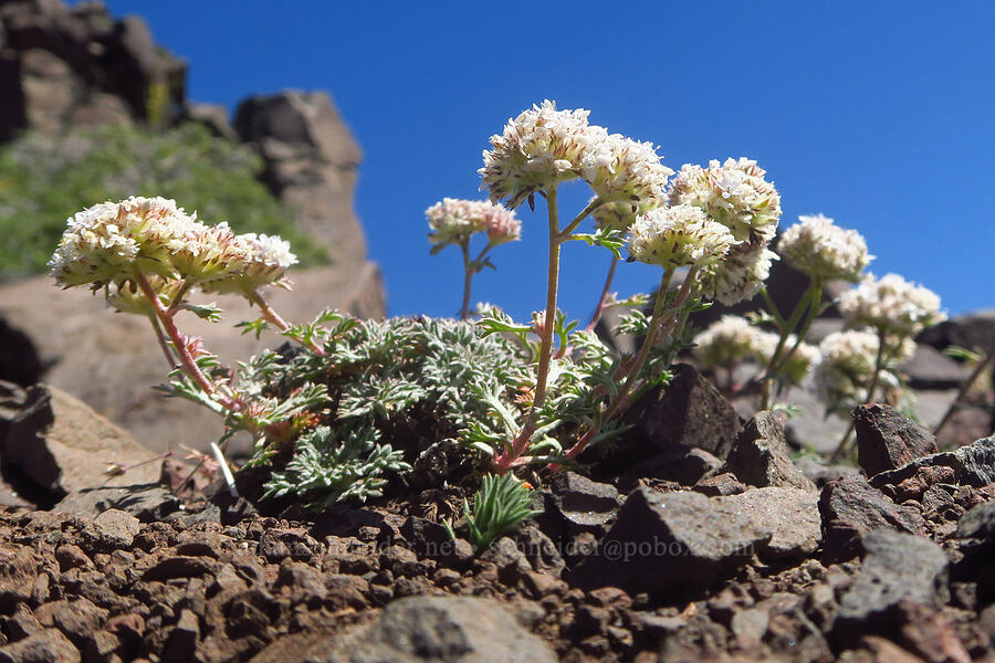 ball-head ipomopsis (Ipomopsis congesta) [Steens Mountain summit ridge, Steens Mountain, Harney County, Oregon]