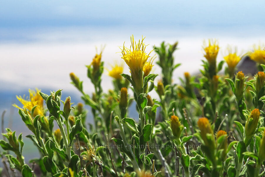 white-stem goldenbrush (Ericameria discoidea (Haplopappus macronema)) [Steens Mountain summit ridge, Steens Mountain, Harney County, Oregon]