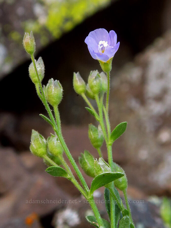 showy Jacob's-ladder (Polemonium pulcherrimum ssp. pulcherrimum) [Steens Mountain summit ridge, Steens Mountain, Harney County, Oregon]