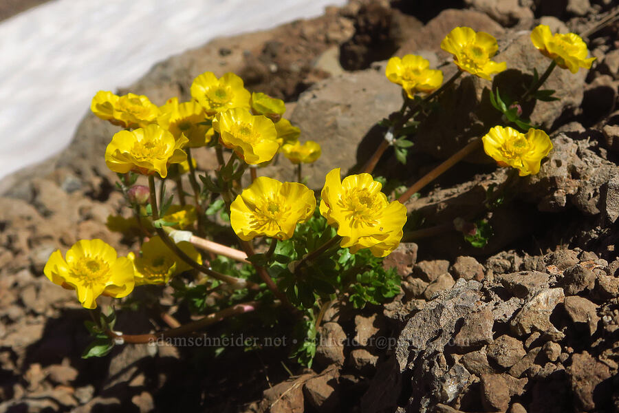 snow buttercups (Ranunculus eschscholtzii var. trisectus) [east of Wildhorse Lake, Steens Mountain, Harney County, Oregon]