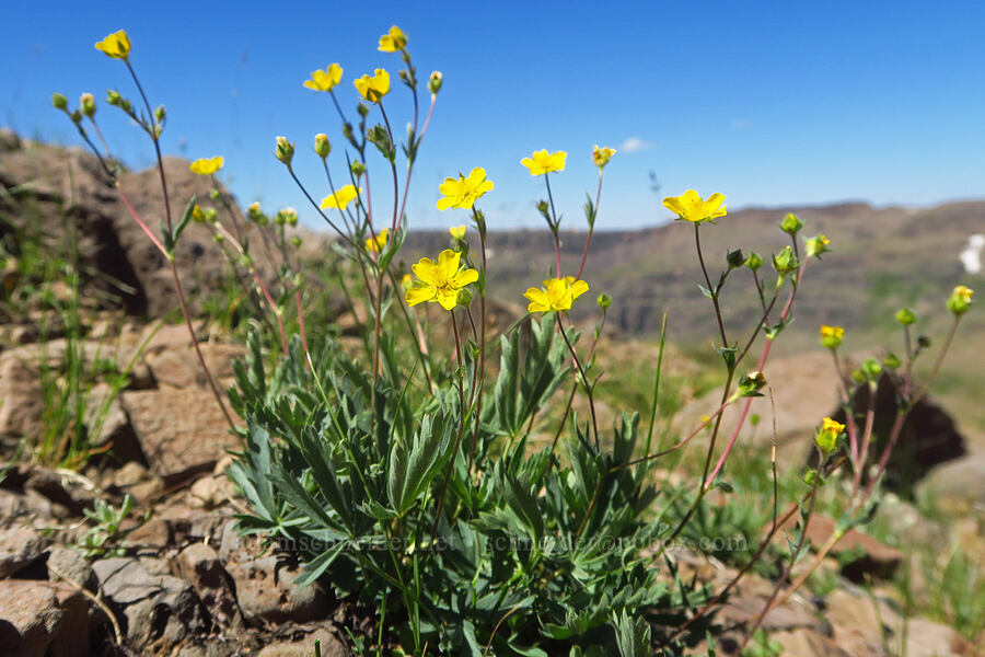 blue-leaf cinquefoil (Potentilla glaucophylla (Potentilla diversifolia var. glaucophylla)) [east of Wildhorse Lake, Steens Mountain, Harney County, Oregon]
