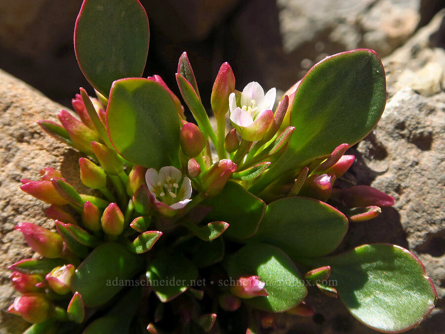 alpine spring-beauty (Claytonia megarhiza var. bellidifolia) [east of Wildhorse Lake, Steens Mountain, Harney County, Oregon]