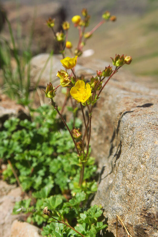 short-leaf cinquefoil (Potentilla brevifolia) [east of Wildhorse Lake, Steens Mountain, Harney County, Oregon]
