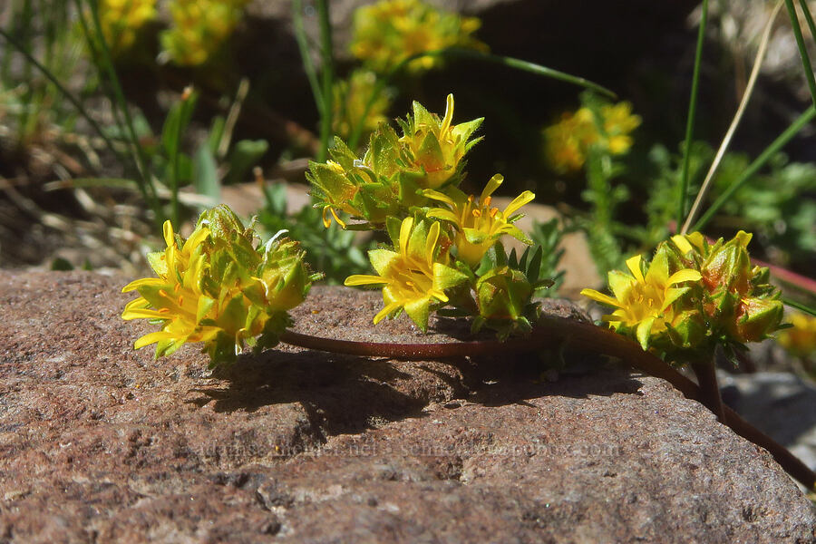 alpine ivesia (Ivesia gordonii var. ursinorum (Potentilla gordonii var. ursinorum)) [east of Wildhorse Lake, Steens Mountain, Harney County, Oregon]