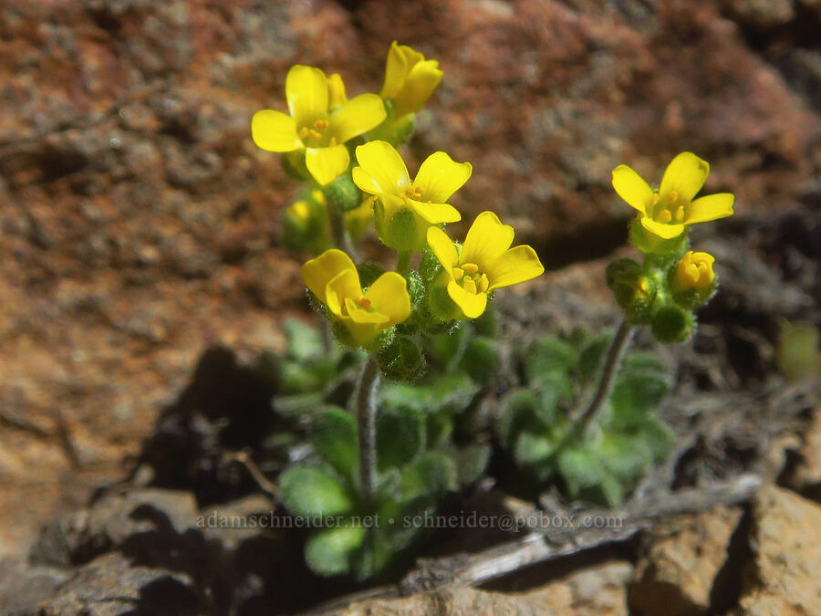 Steens Mountain draba (Cusick's whitlow-grass) (Draba cusickii) [east of Wildhorse Lake, Steens Mountain, Harney County, Oregon]