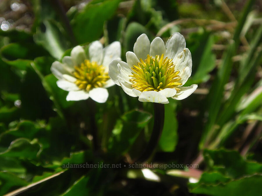 white marsh-marigold (Caltha chionophila (Caltha leptosepala f. chionophila)) [east of Wildhorse Lake, Steens Mountain, Harney County, Oregon]