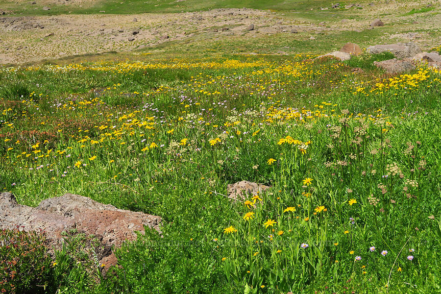 wildflowers (Arnica sp., Erigeron glacialis var. glacialis, Ligusticum grayi, Bistorta bistortoides (Polygonum bistortoides), Carex sp.) [east of Wildhorse Lake, Steens Mountain, Harney County, Oregon]