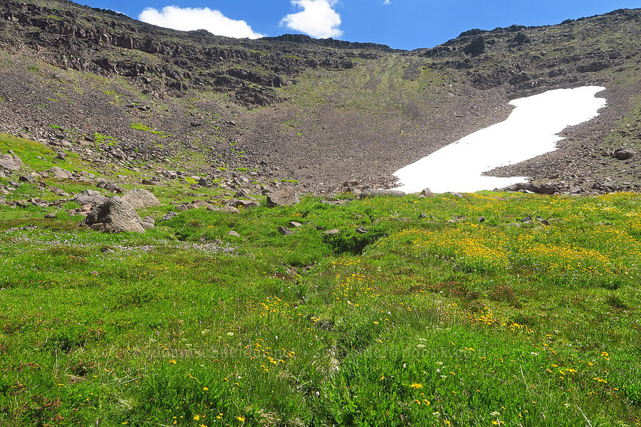 wildflowers in the bowl below the summit (Arnica sp., Bistorta bistortoides (Polygonum bistortoides), Erigeron glacialis var. glacialis, Pedicularis attollens, Ligusticum grayi) [east of Wildhorse Lake, Steens Mountain, Harney County, Oregon]