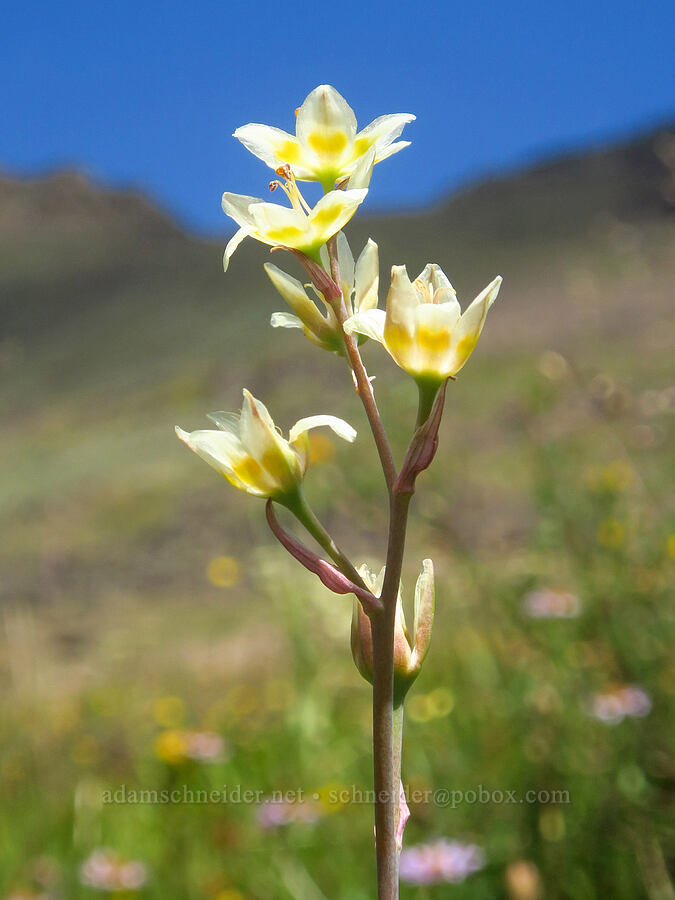 mountain death-camas (Anticlea elegans (Zigadenus elegans)) [east of Wildhorse Lake, Steens Mountain, Harney County, Oregon]