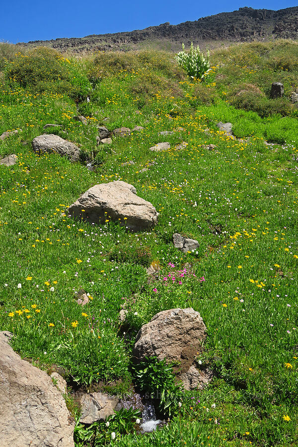 wildflowers (Erythranthe lewisii (Mimulus lewisii), Bistorta bistortoides (Polygonum bistortoides), Erigeron glacialis var. glacialis, Arnica sp.) [east of Wildhorse Lake, Steens Mountain, Harney County, Oregon]