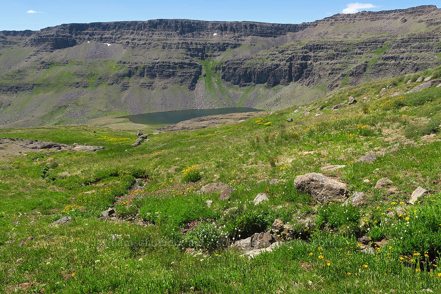 wildflowers & Wildhorse Lake (Erythranthe lewisii (Mimulus lewisii), Bistorta bistortoides (Polygonum bistortoides), Arnica sp., Castilleja miniata, Erigeron glacialis var. glacialis, Ligusticum grayi) [east of Wildhorse Lake, Steens Mountain, Harney County, Oregon]