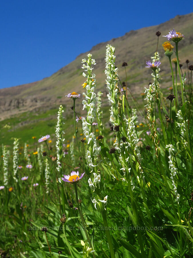 white bog orchids & subalpine fleabane (Platanthera dilatata (Habenaria dilatata), Erigeron glacialis var. glacialis) [east of Wildhorse Lake, Steens Mountain, Harney County, Oregon]