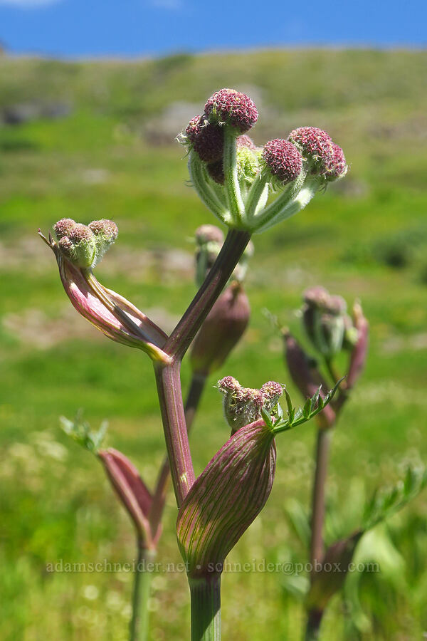 ranger buttons, budding (Sphenosciadium capitellatum (Angelica capitellata)) [east of Wildhorse Lake, Steens Mountain, Harney County, Oregon]