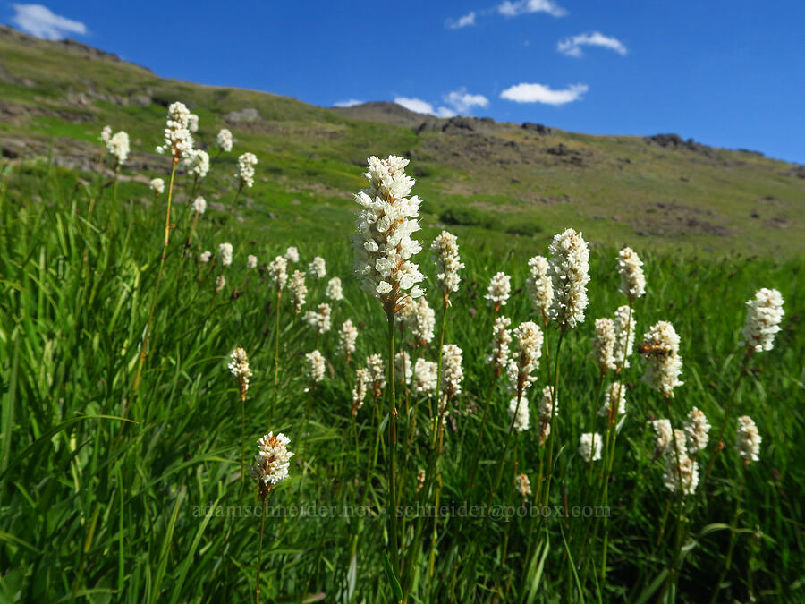 western bistort (Bistorta bistortoides (Polygonum bistortoides)) [east of Wildhorse Lake, Steens Mountain, Harney County, Oregon]