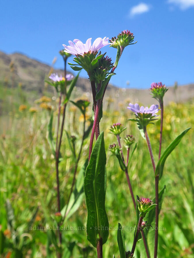 leafy-bract aster (Symphyotrichum foliaceum (Aster foliaceus)) [east of Wildhorse Lake, Steens Mountain, Harney County, Oregon]