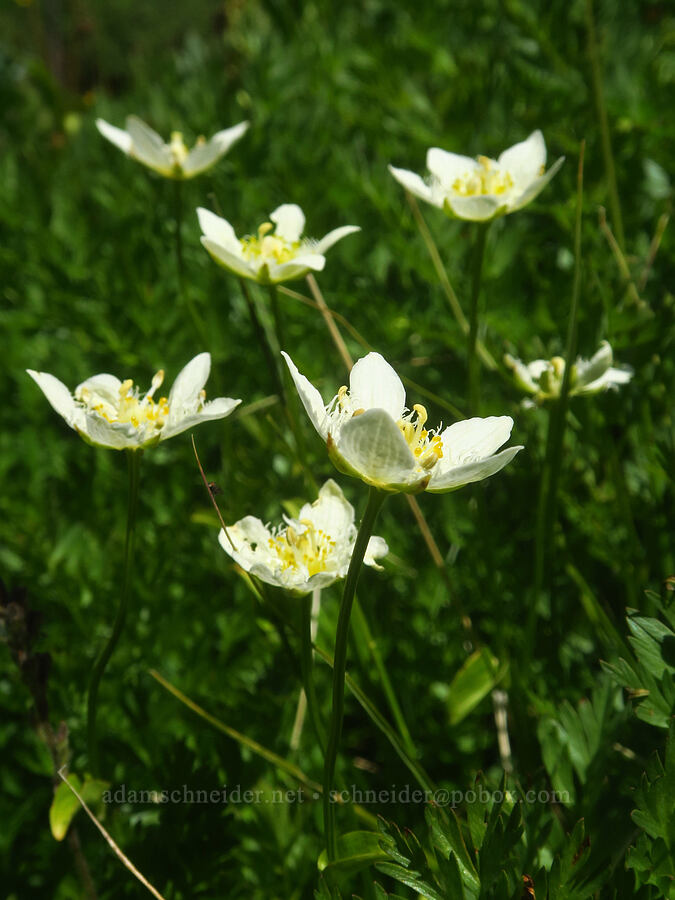 grass-of-Parnassus (Parnassia cirrata var. intermedia) [east of Wildhorse Lake, Steens Mountain, Harney County, Oregon]