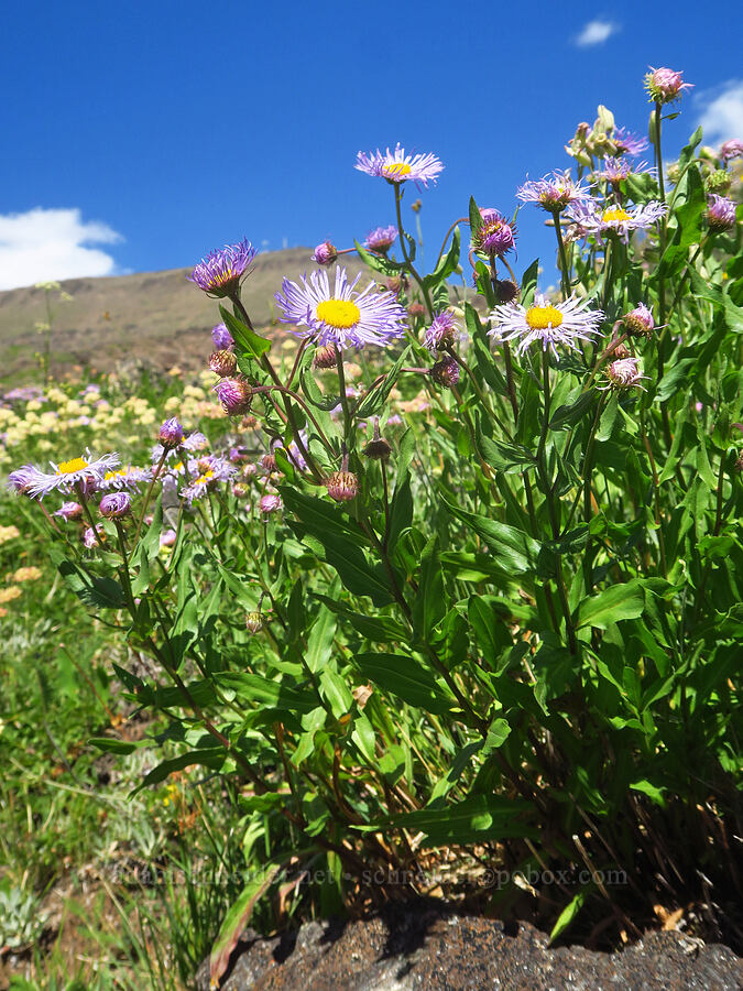 showy fleabane (Erigeron speciosus) [east of Wildhorse Lake, Steens Mountain, Harney County, Oregon]
