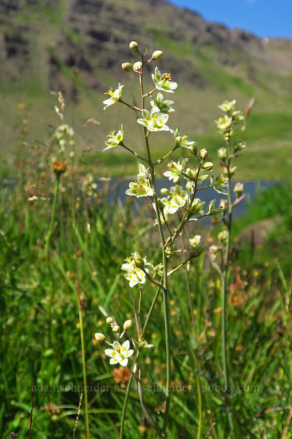 mountain death-camas (Anticlea elegans (Zigadenus elegans)) [Wildhorse Lake, Steens Mountain, Harney County, Oregon]