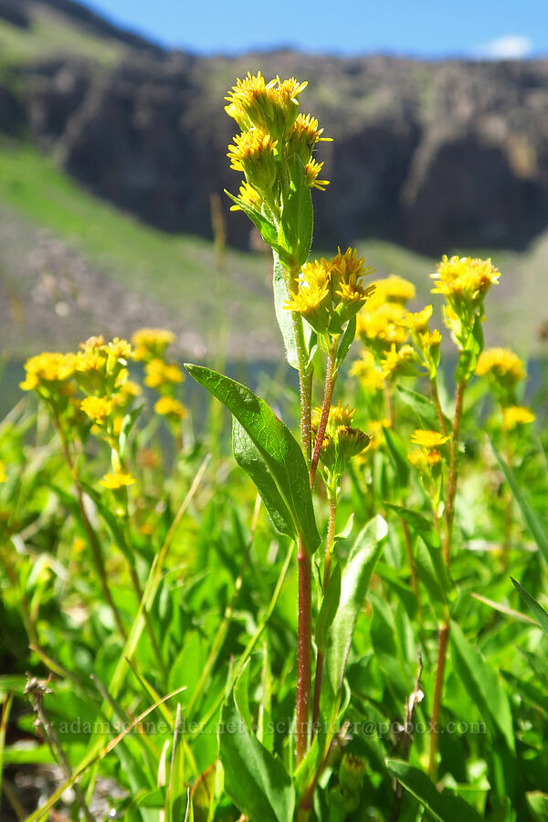 northern goldenrod (Solidago multiradiata) [Wildhorse Lake, Steens Mountain, Harney County, Oregon]
