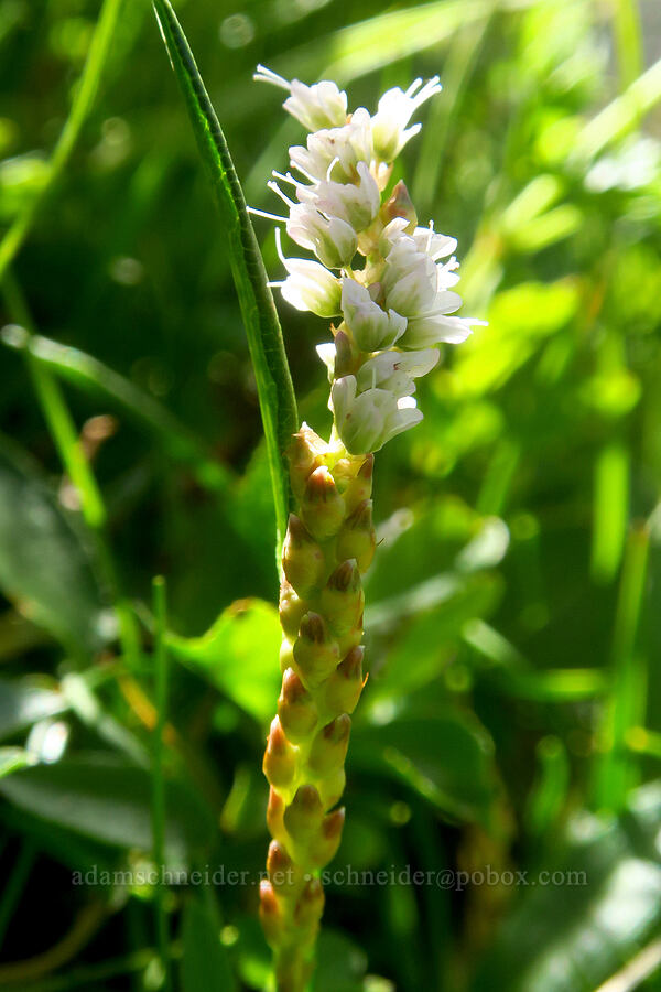 alpine bistort (Bistorta vivipara (Polygonum viviparum)) [Wildhorse Lake, Steens Mountain, Harney County, Oregon]