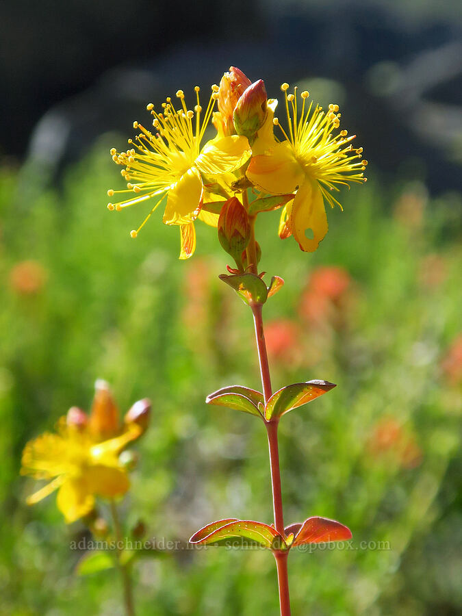 Scouler's St.-John's-wort (Hypericum scouleri) [south of Wildhorse Lake, Steens Mountain, Harney County, Oregon]