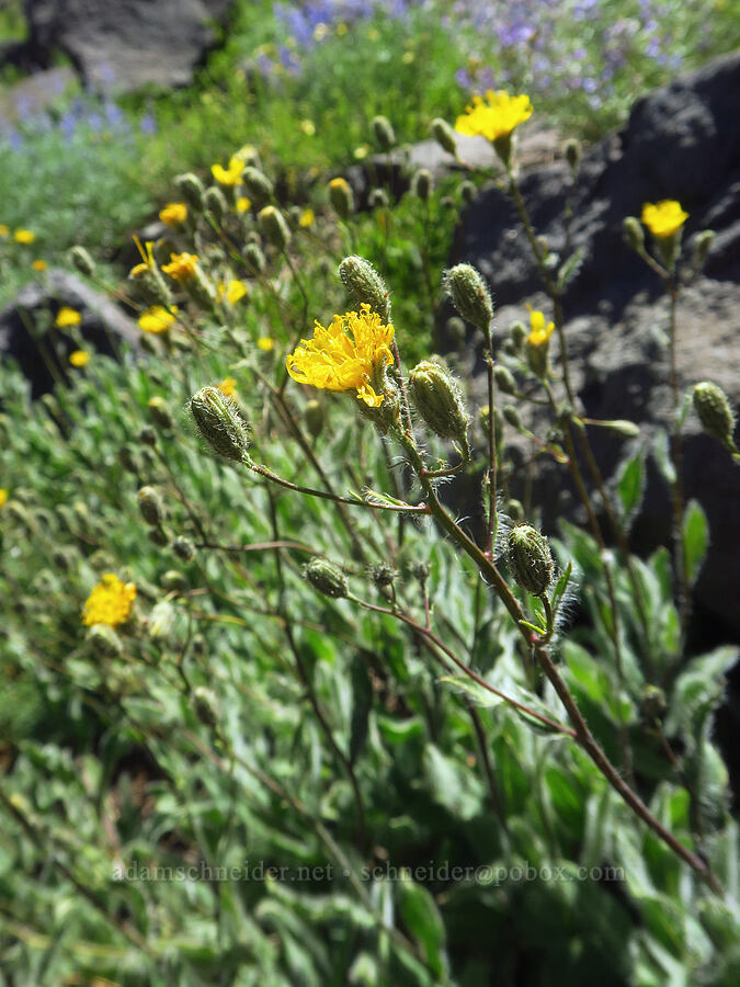 Scouler's hawkweed (Hieracium scouleri) [south of Wildhorse Lake, Steens Mountain, Harney County, Oregon]