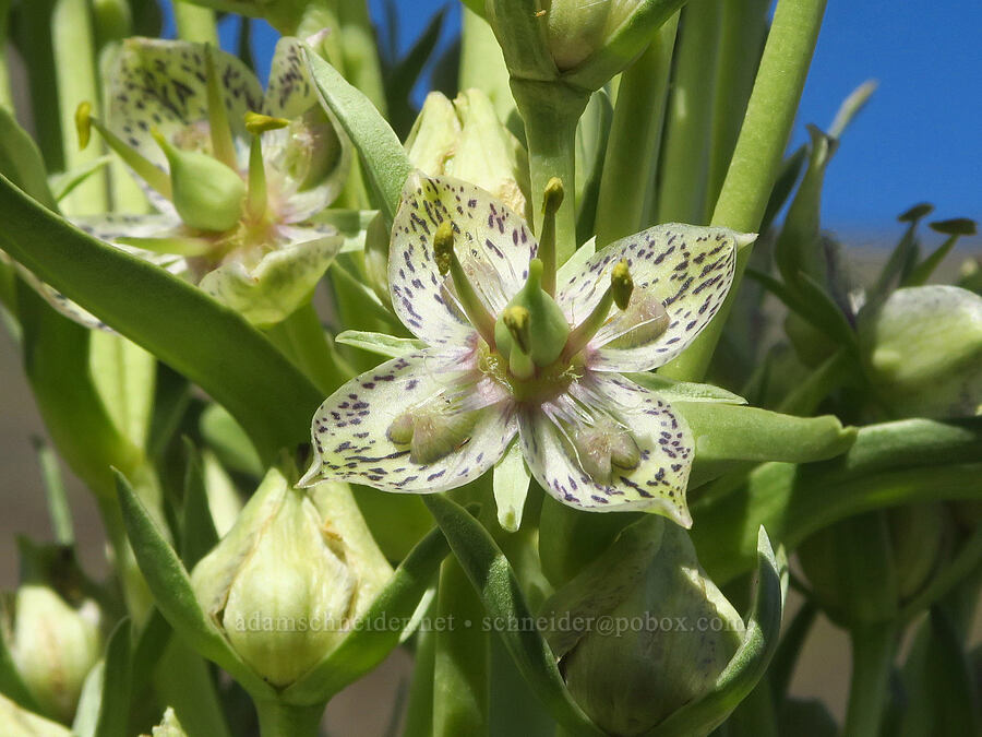 monument plant (Frasera speciosa) [south of Wildhorse Lake, Steens Mountain, Harney County, Oregon]