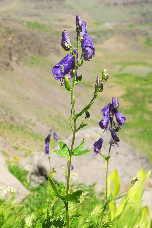 monkshood (Aconitum columbianum) [south of Wildhorse Lake, Steens Mountain, Harney County, Oregon]