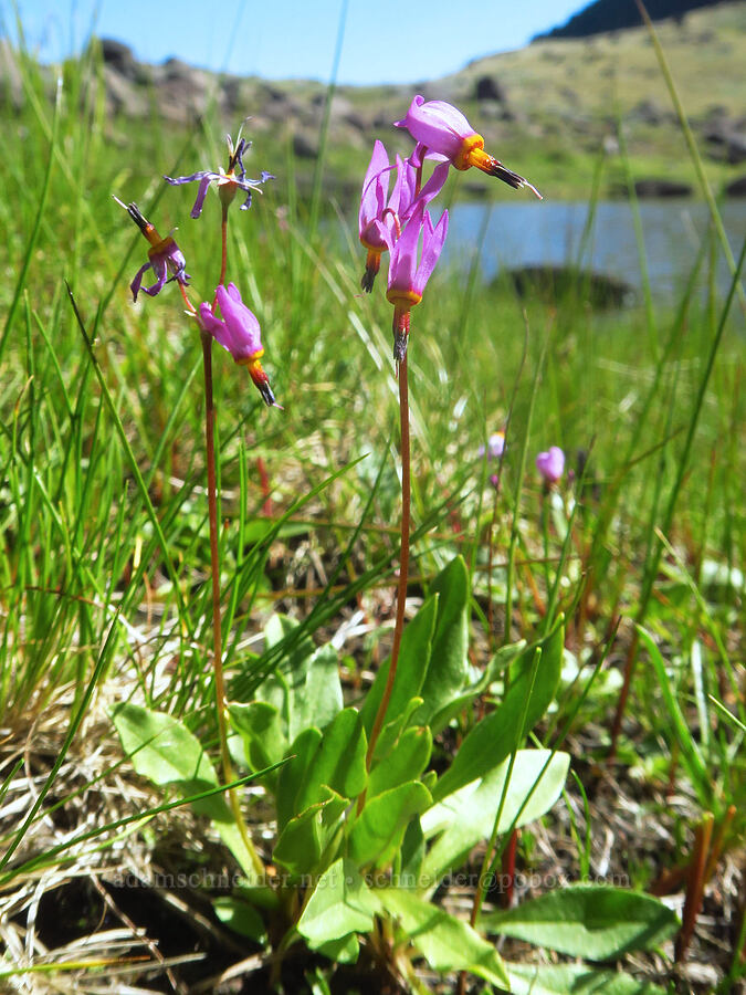 few-flowered shooting stars (Dodecatheon pulchellum var. pulchellum (Primula pauciflora var. pauciflora)) [south of Wildhorse Lake, Steens Mountain, Harney County, Oregon]