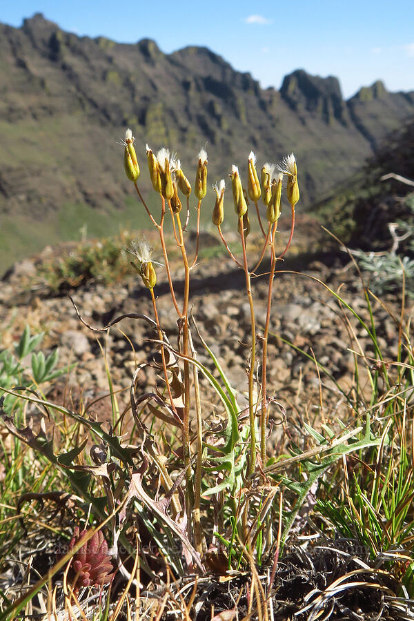 taper-tip hawksbeard, gone to seed (Crepis acuminata) [south of Wildhorse Lake, Steens Mountain, Harney County, Oregon]