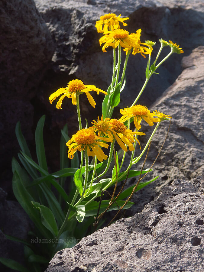 orange sneezeweed (owl's-claws) (Hymenoxys hoopesii) [south of Wildhorse Lake, Steens Mountain, Harney County, Oregon]