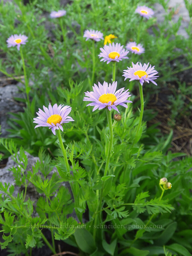 subalpine fleabane (Erigeron glacialis var. glacialis) [Wildhorse Lake, Steens Mountain, Harney County, Oregon]