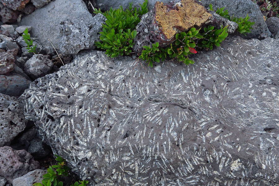 phenocrysts in volcanic rock [Wildhorse Lake, Steens Mountain, Harney County, Oregon]