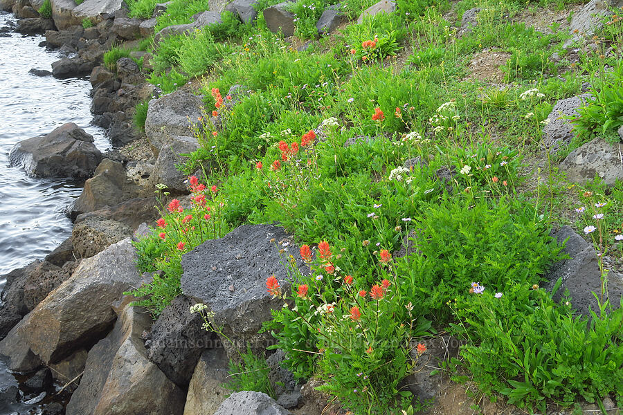 wildflowers (Castilleja miniata, Ligusticum grayi, Erigeron glacialis var. glacialis, Arnica sp., Artemisia sp.) [Wildhorse Lake, Steens Mountain, Harney County, Oregon]