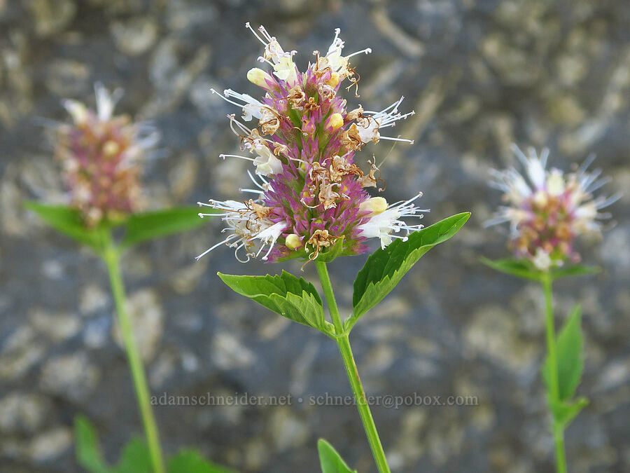 nettle-leaf horse-mint (Agastache urticifolia) [Wildhorse Lake, Steens Mountain, Harney County, Oregon]