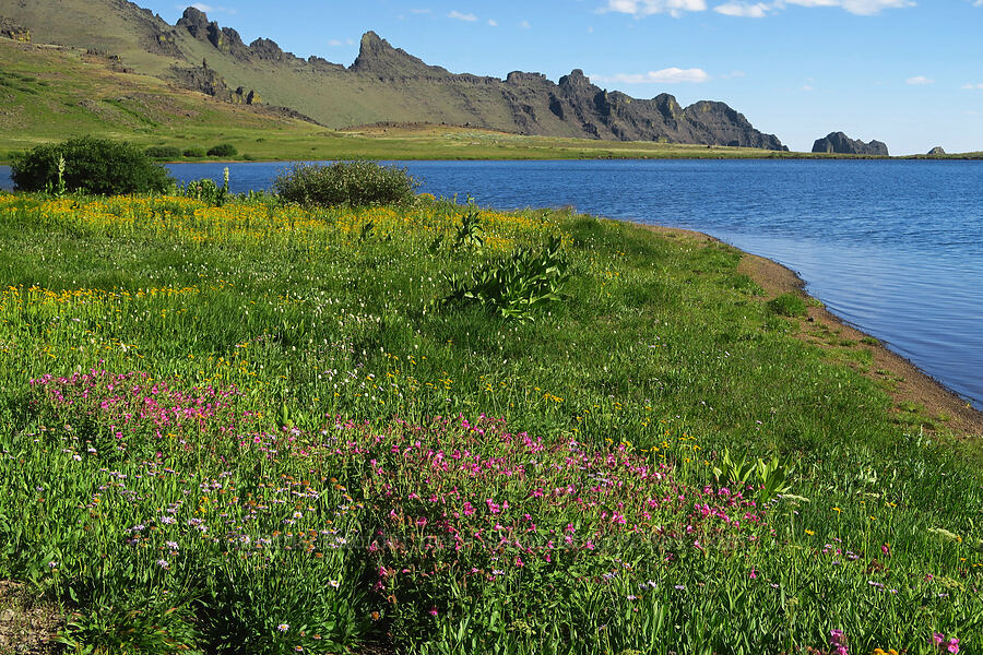 wildflowers & Wildhorse Lake (Erythranthe lewisii (Mimulus lewisii), Arnica sp., Erigeron glacialis var. glacialis, Veratrum californicum var. californicum, Bistorta bistortoides (Polygonum bistortoides), Ligusticum grayi) [Wildhorse Lake, Steens Mountain, Harney County, Oregon]