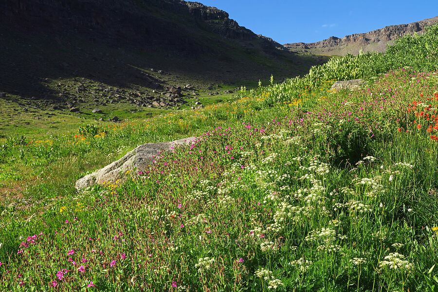 wildflowers (Ligusticum grayi, Erythranthe lewisii (Mimulus lewisii), Arnica sp., Castilleja miniata, Hymenoxys hoopesii, Veratrum californicum var. californicum) [Wildhorse Lake Trail, Steens Mountain, Harney County, Oregon]